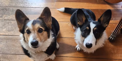 Faye's 6th and Spike's 1st barkday Pawty! 