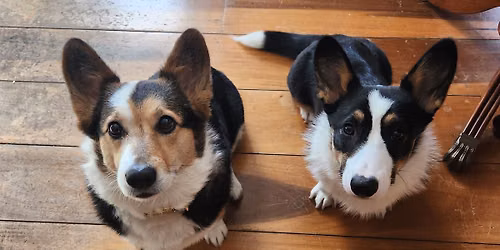 Faye's 6th and Spike's 1st barkday Pawty! 