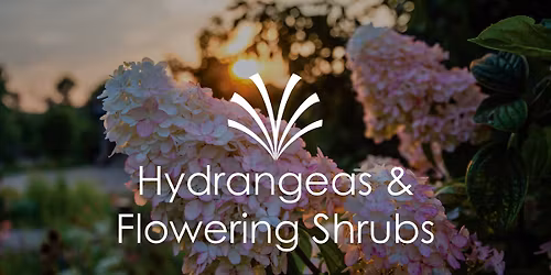 A Guide to Hydrangeas and Other Amazing Flowering Shrubs