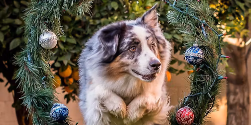 Christmas dog show & craft fayre