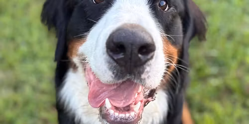 Introduction to Agility for small\/medium dogs