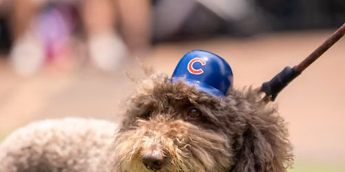 Dog's Night Out at Gallagher Way