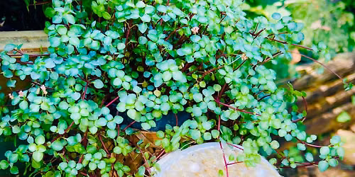Lymphatic Self Care 