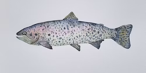 Watercolor Class- Rainbow Trout