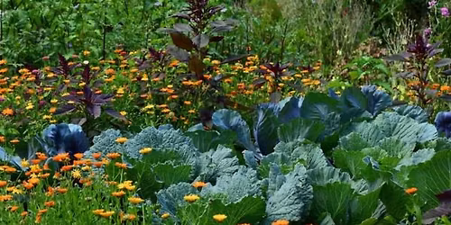 Designing an Edible Garden