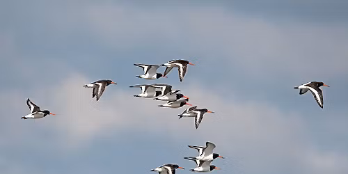 Kenfig NNR and Sker Point Field Trip