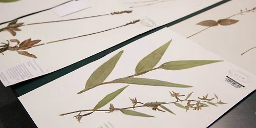 25 years of exploring the Pacific Northwest Vascular Plant Flora at the UW Herbarium