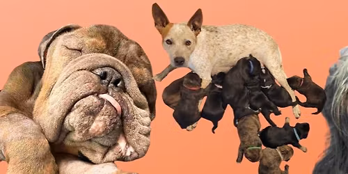 Cuts against cruelty