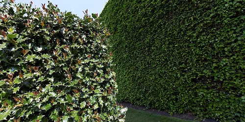 Using Hedgerows in your Garden Design