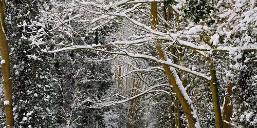 Boxing Day Pudding Plunge