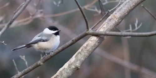 Winter Birds and Bird Feeders