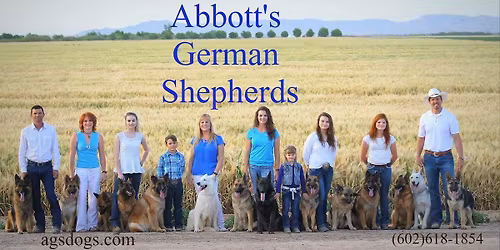 Out Of The Shell Dog Training