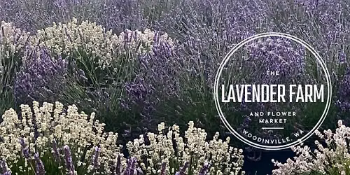 Lavender Festival - Weekend One