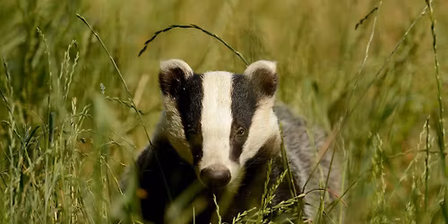 Animal Tracks and Signs