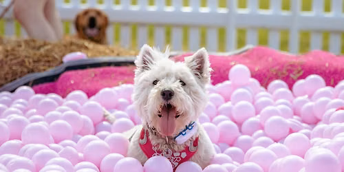 DogFest on the Farm