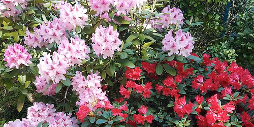 Pa\u017eintin\u0117 kelion\u0117 \u012f Latvij\u0105: rododendr\u0173 \u017eiedai \u2013 plaukimas Dauguvos upe Rygoje