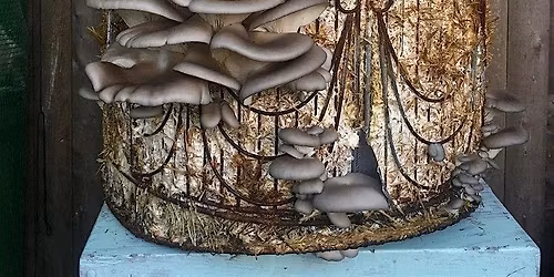 Mushroom Gardening Workshop