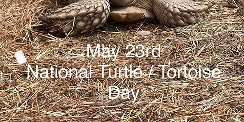World Turtle \/ Tortoise Day 