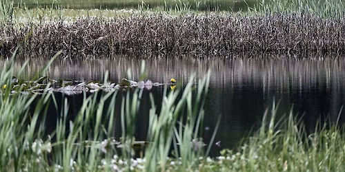 A Fen-tasitc Hike at Sharon Fen Preserve