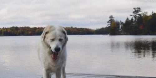 Jaguar Sun in Berlin