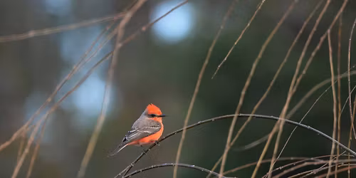 Joint Bird Walk with Choctawhatchee Audubon at PCB Conservation Park