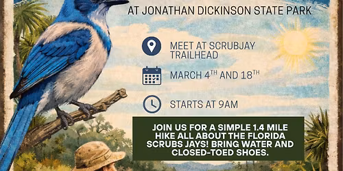 Scrub Jay Walks