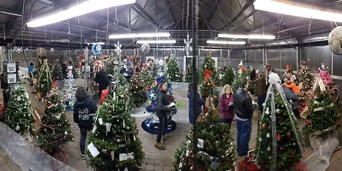 Festival Of Trees Night 2