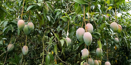 Garden & Landscape Help Desk at Home Depot - Tropical Fruit Trees