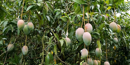 Garden & Landscape Help Desk at Home Depot - Tropical Fruit Trees