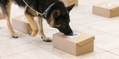 Nosework Practice Runs