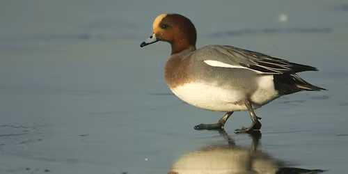 Birdwatching For Beginners - College Lake, Saturday 7 March