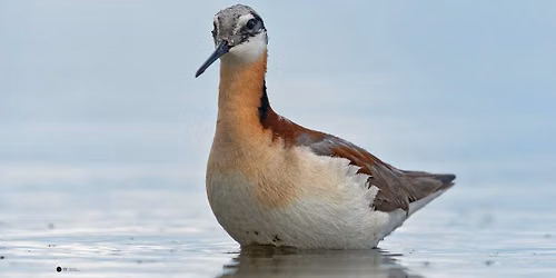 Birds at Henderson Lake