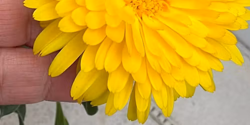 GFFP FEAST OF LOCAL ORGANIC HARVEST