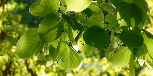 Atelier de cuisine sauvage : Cuisiner avec les arbres : ATTENTION : CHANGEMENT D'HORAIRE !