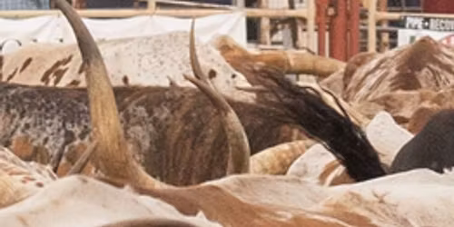 Woodward Elks Rodeo