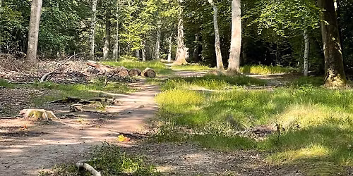 Buckinghamshire Wild Food Foraging Walk\/Course