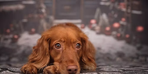 Weihnachtliches Spendenshooting bei 4animals!e.V.