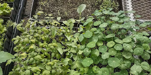 Seymour Park Garden Planting 