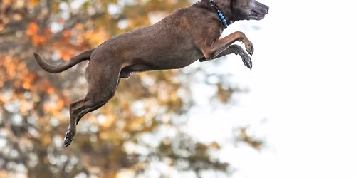 54th Annual Easton Waterfowl Festival featuring Delmarva DockDogs\u00ae