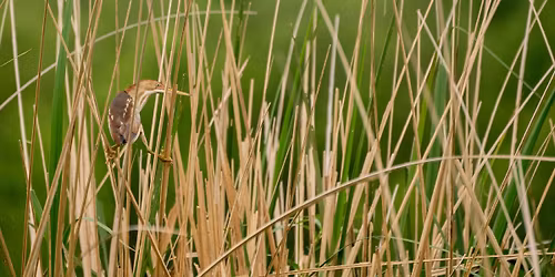 Baker Wetlands Field Trip