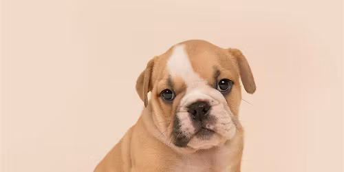 Puppy Yoga with English Bulldogs in Markham