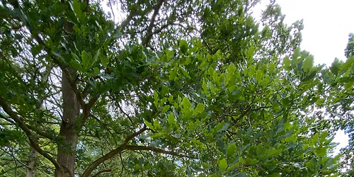 Tegn i naturen