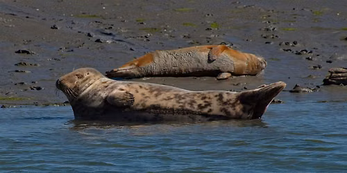 Seal Safari Boat Trip on Solar Heritage, Itchenor (100337035)
