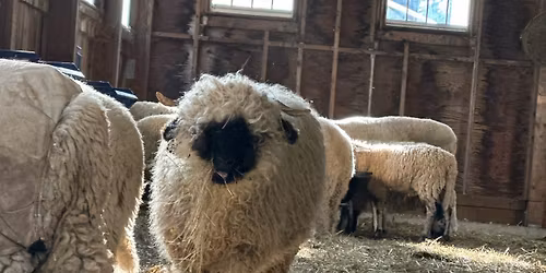 Maine Maple Weekend!