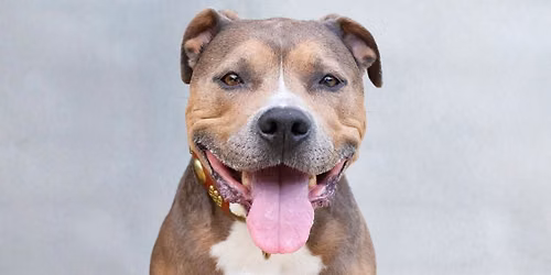 Dog Adoption Event