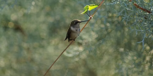 Take Home Hummingbird Garden