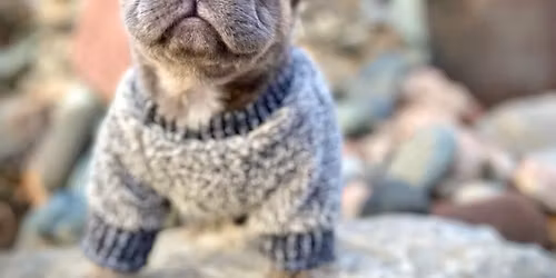 Pop-Up Puppy Yoga with French Bull Dogs from Forever Frenchies