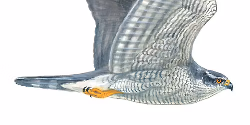 Indoor Meeting \u2013 Conor Jameson. Looking for the Goshawk