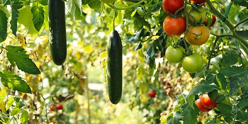 Small Space Gardening