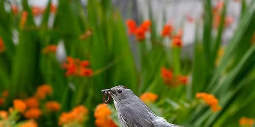 Spring Gardening Symposium